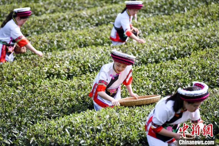 白族村民在茶園采摘?！钊A峰 攝
