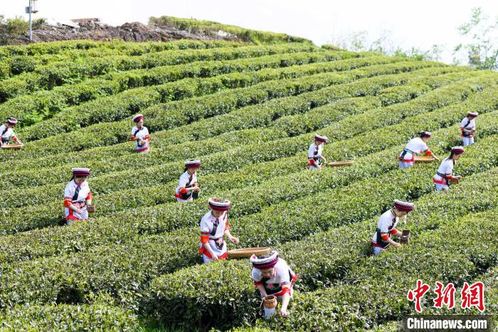 眾多白族村民身著民族服飾走進(jìn)茶園采摘。　楊華峰 攝
