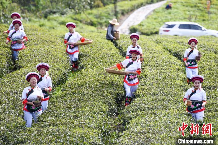 白族村民走進(jìn)茶園采摘?！钊A峰 攝