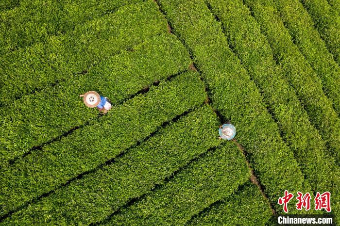 茶農(nóng)正在采摘新鮮茶葉?！√普?攝