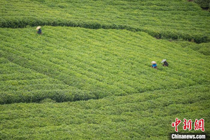 茶農(nóng)采摘谷雨茶?！√普?攝