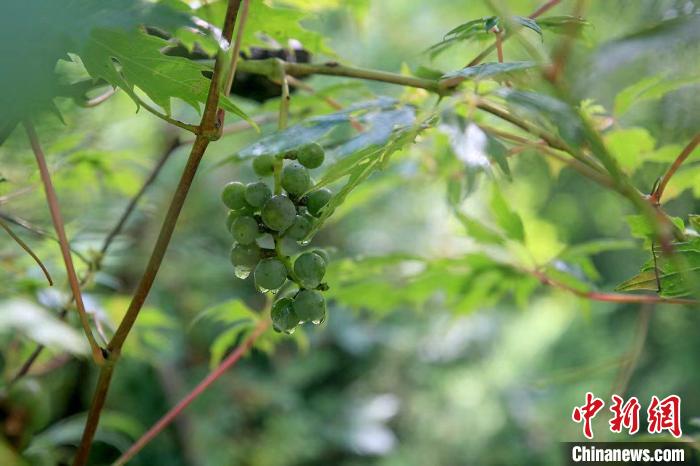 野生動物在北京：如何筑牢生物多樣性“保護網(wǎng)”？
