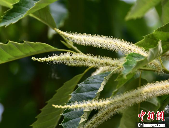 毛茸茸的栗花?！『略破?攝