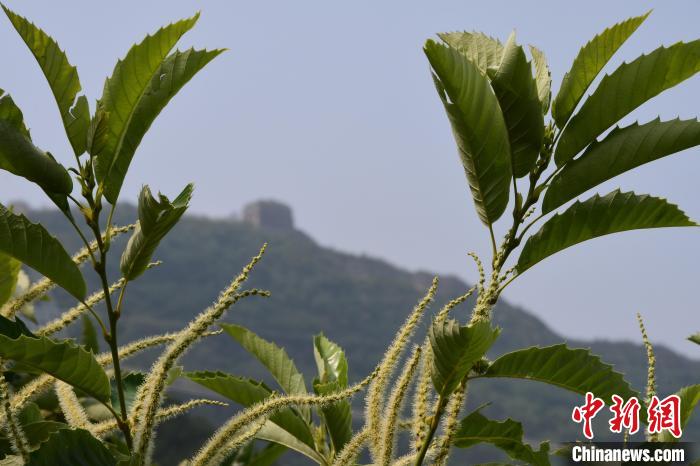長城腳下，“栗”花盛開?！『略破?攝