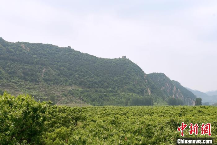 長城腳下萬畝栗花綻放，散發(fā)出淡淡清香?！『略破?攝