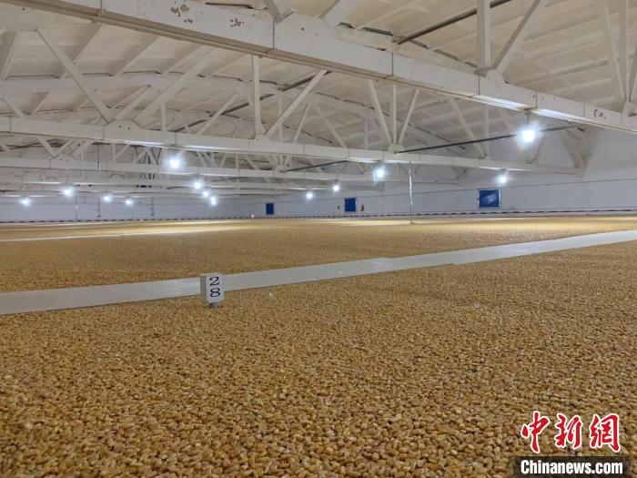 倉內(nèi)清涼干爽、遍地金黃，上千平方米的糧食盡收眼底?！⊥趸萘?攝