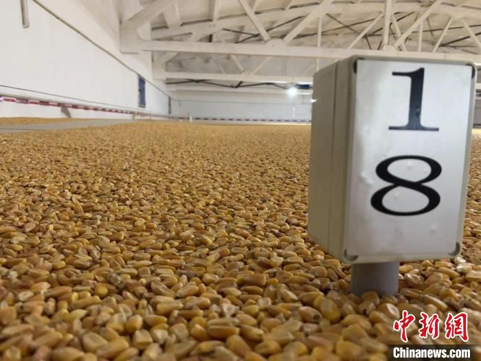 數(shù)千噸的小麥、玉米如同一塊塊被“切平”的巨型蛋糕“鑲嵌”在地面上?！⊥趸萘?攝