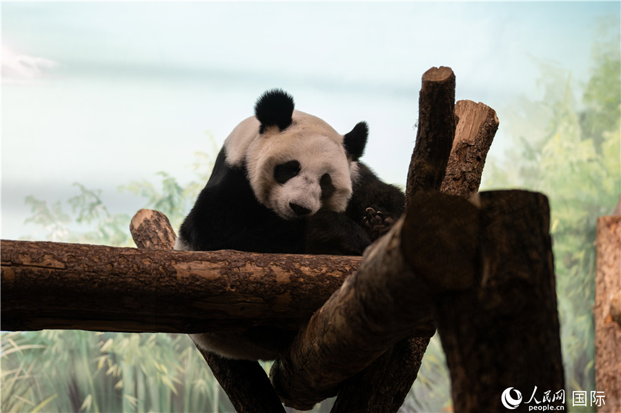無(wú)比可愛的大熊貓“丁丁”。人民網(wǎng)記者 翁奇羽攝