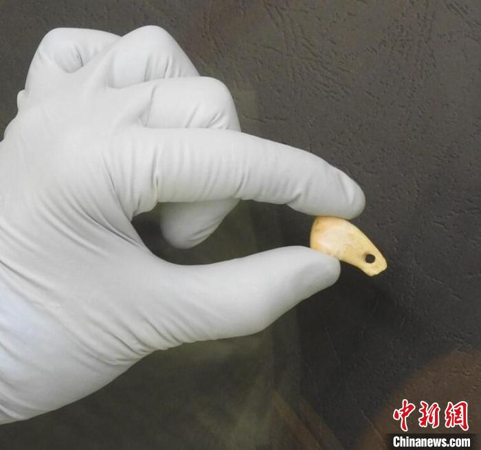 打孔鹿牙墜飾提取DNA后(圖片來自馬克斯·普朗克演化人類學(xué)研究所)?！∈┢樟指瘛ぷ匀?供圖