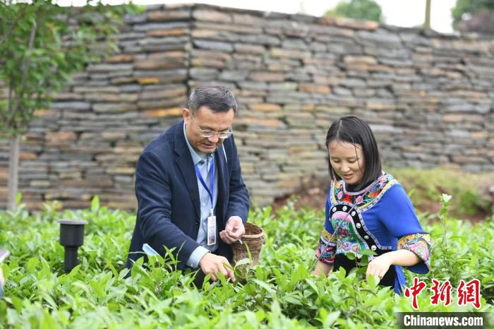 東盟國(guó)家媒體記者在辰龍關(guān)茶園采茶?！钊A峰 攝