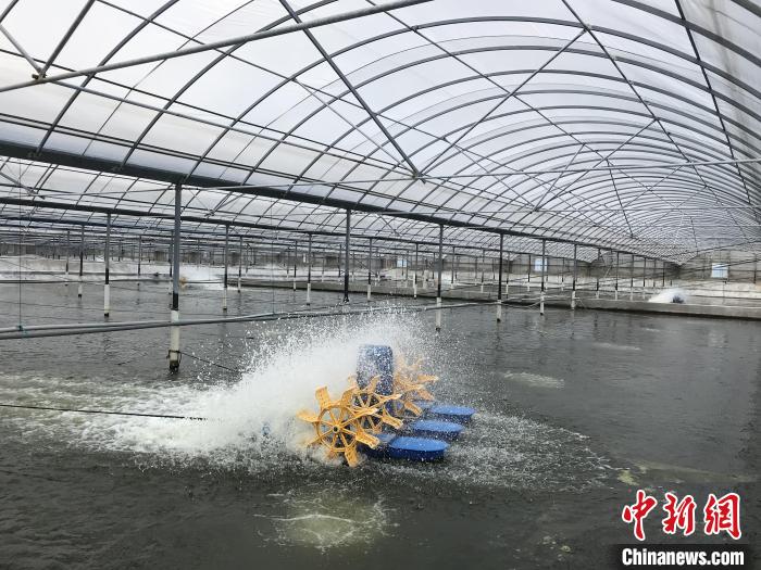 南美白對(duì)蝦養(yǎng)殖基地?！∠笊轿r蟹科技小院供圖