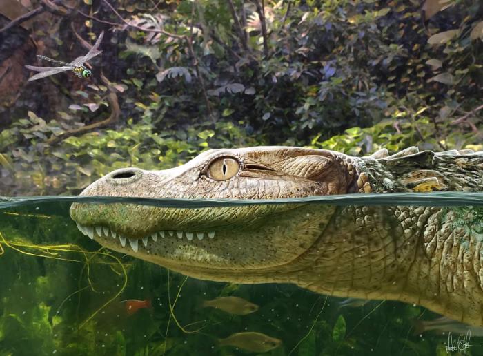 Alligator munensis藝術復原圖(圖片來自Márton Szabó)。　施普林格·自然 供圖