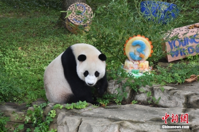 當(dāng)?shù)貢r(shí)間8月21日，旅美大熊貓幼崽“小奇跡”迎來3周歲生日。華盛頓國(guó)家動(dòng)物園給“小奇跡”舉辦了“生日派對(duì)”，眾多游客前來給“小奇跡”慶生。<a target='_blank' href='/'><p  align=