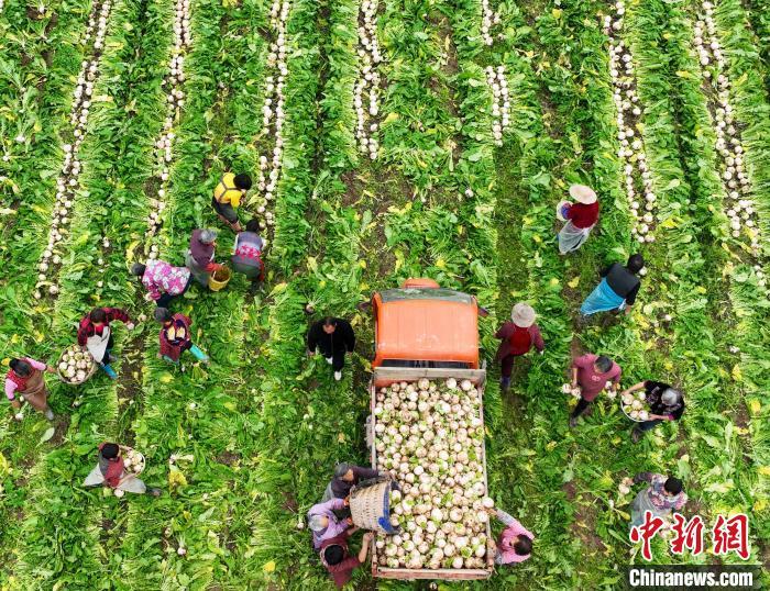 資料圖：村民在采收白蘿卜。劉永紅 攝