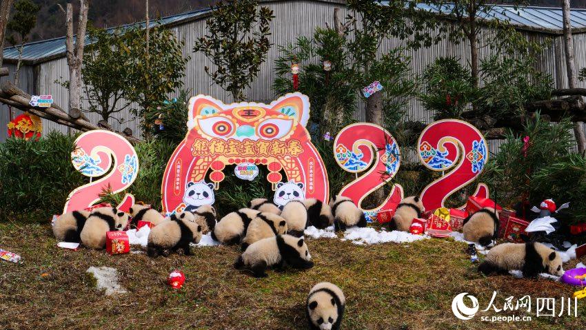 熊貓寶寶賀新春、迎冬奧。李傳有攝