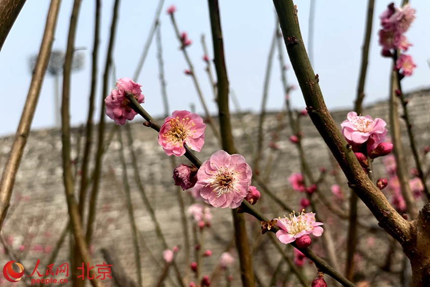 明城墻遺址公園梅花初綻。 人民網(wǎng) 池夢(mèng)蕊攝