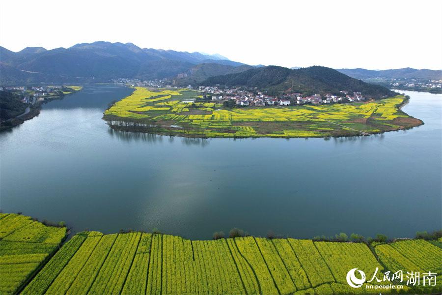 春江水暖，油菜花開。人民網(wǎng) 李芳森攝