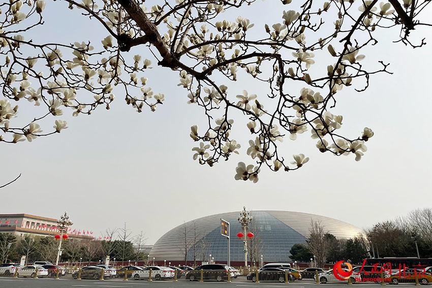 長安街畔玉蘭綻放。人民網(wǎng) 尹星云攝