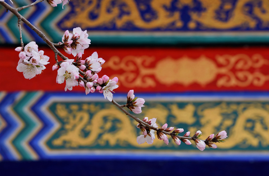 “云”賞桃花相映紅。紅橋區(qū)委宣傳部供圖