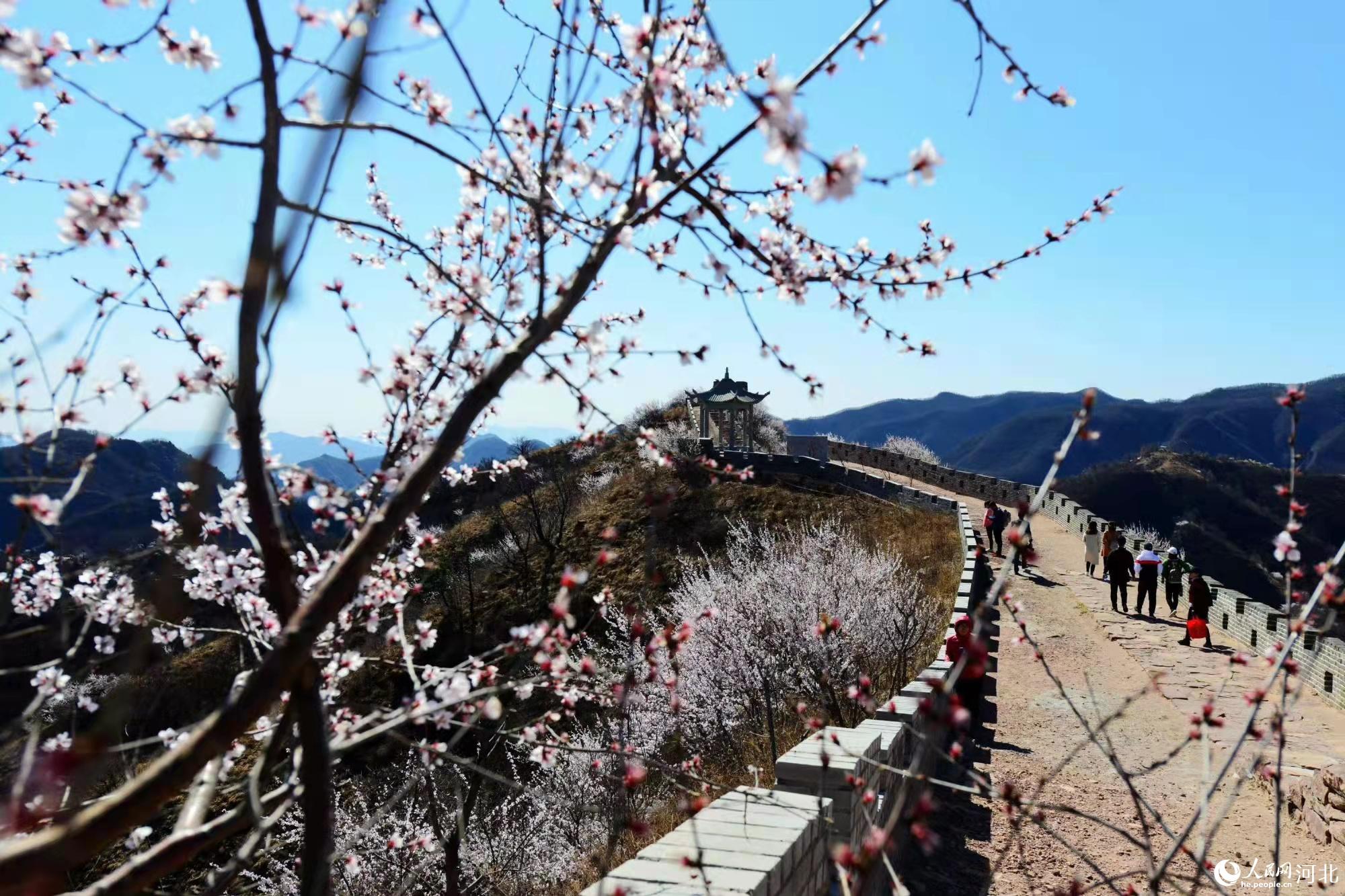 邢臺九龍峽景區(qū)鮮花盛開。 馬健攝