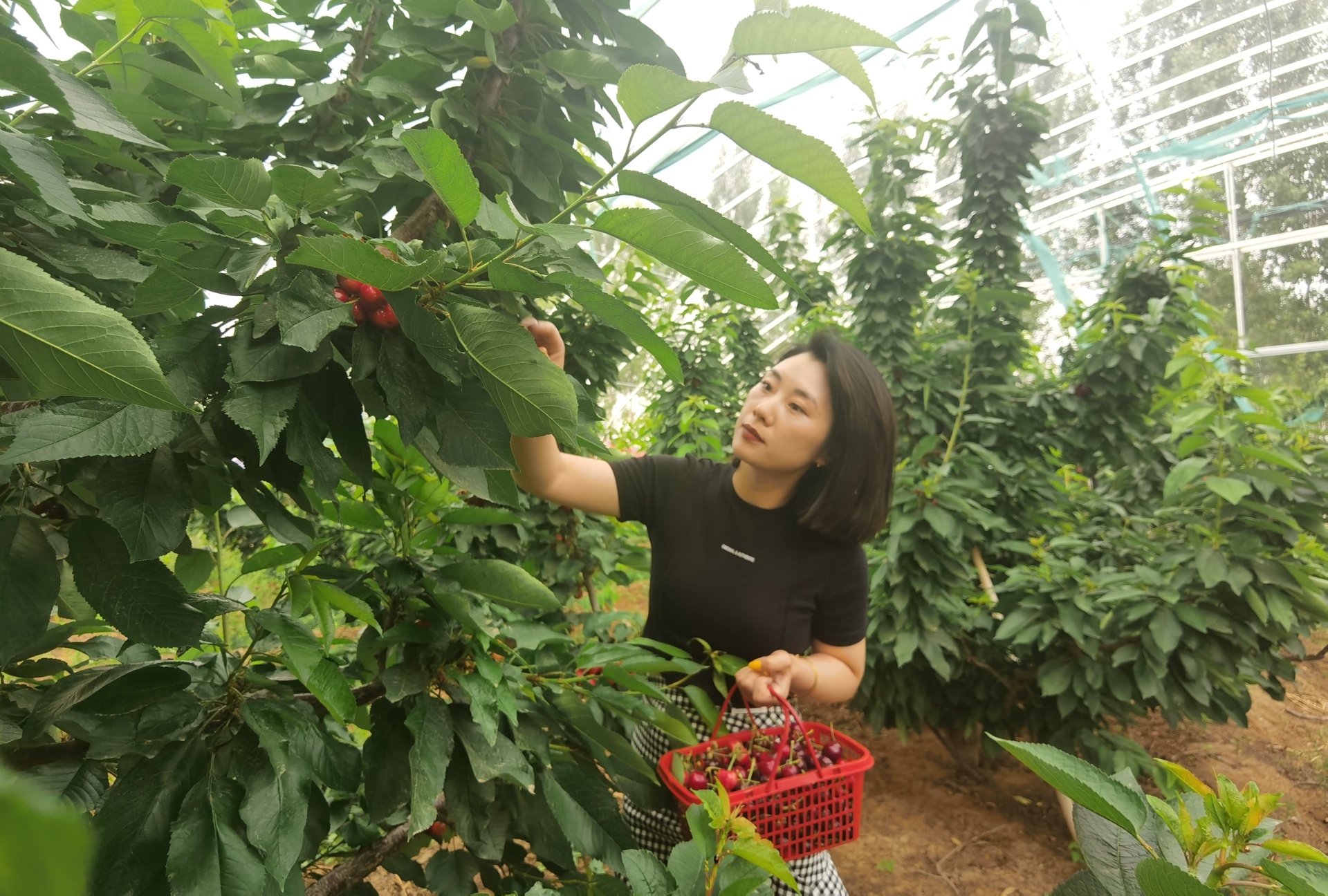 穿行林間，游客摘下一串串“紅瑪瑙”，感受鄉(xiāng)村別樣風景。 劉柯旋攝