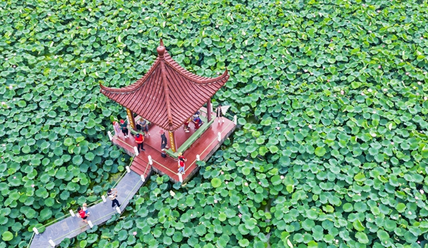 圖為金湖萬(wàn)畝荷花蕩。陳義寶攝
