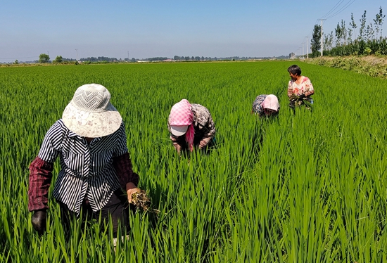 7月15日，農(nóng)民在河北省玉田縣石臼窩鎮(zhèn)王家樓村稻田勞作。 張仁杰攝