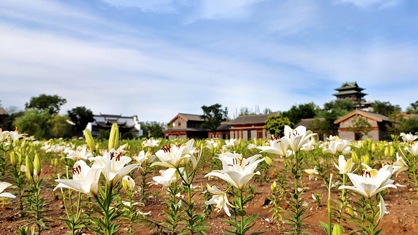 北京世園公園百合陸續(xù)盛放。（北京世園公園供圖）