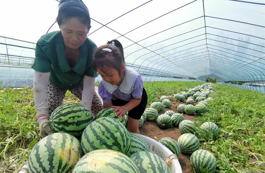 在北辰區(qū)雙街鎮(zhèn)的西瓜種植基地內(nèi)，種植農(nóng)戶們正忙著采收。陳立興攝