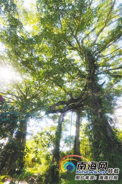 百花嶺雨林文化旅游區(qū)內(nèi)的百年古榕樹。海南日報記者 蘇曉杰 攝
