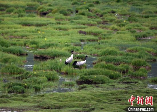 圖為祁連山國家公園青海片區(qū)內(nèi)的黑頸鶴?！∑钸B山國家公園青海省管理局供圖 攝