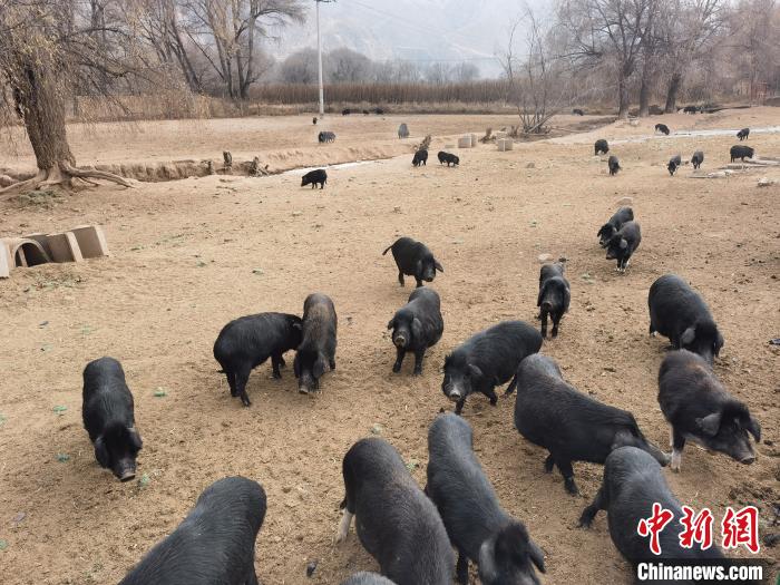 圖為藏香豬?！∑钤鲚?攝