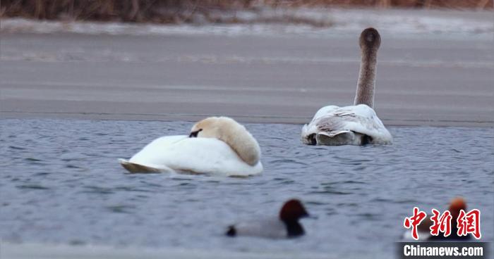 圖為疣鼻天鵝水面休憩。　青海國家公園觀鳥協(xié)會供圖 攝