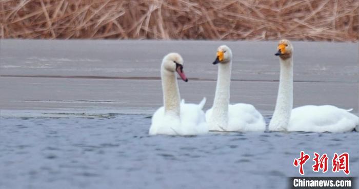 圖為疣鼻天鵝與大天鵝?！∏嗪夜珗@觀鳥協(xié)會供圖 攝