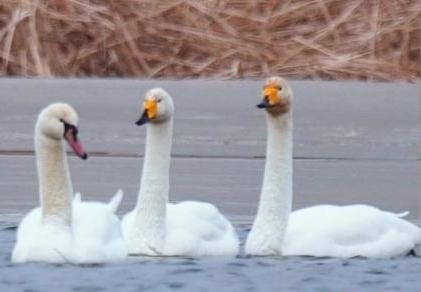 圖為疣鼻天鵝與大天鵝。　青海國(guó)家公園觀鳥(niǎo)協(xié)會(huì)供圖 攝