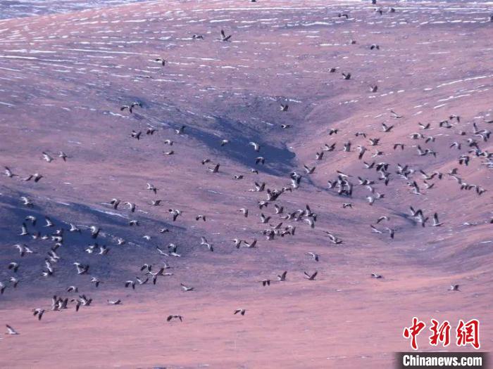 圖為黑頸鶴翔集于青海嘉塘草原上?！∏嗪Ｊ∮駱?shù)藏族自治州稱(chēng)多縣委宣傳部供圖