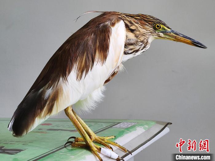 圖為被救助的國家一級(jí)重點(diǎn)保護(hù)動(dòng)物池鷺?！×鴿商?攝