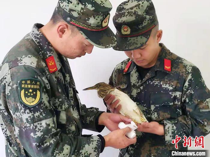 圖為武警官兵正在為國家一級(jí)重點(diǎn)保護(hù)動(dòng)物池鷺包扎。　柳澤田 攝