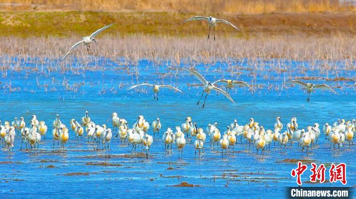 沿海濕地，鳥(niǎo)類天堂。　鹽城市委宣傳部供圖