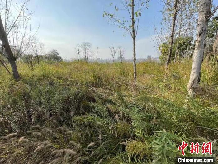 發(fā)現(xiàn)的加拿大一枝黃花?！畈?攝