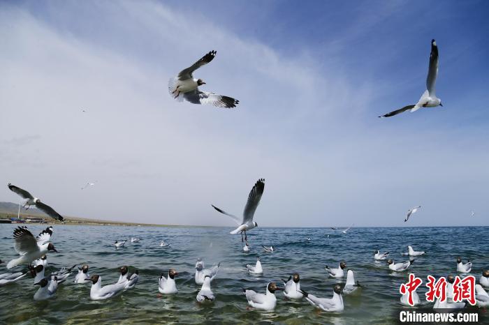 圖為水鳥在青海湖飛翔?！●R銘言 攝