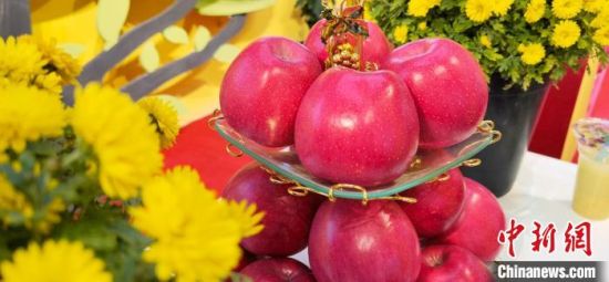 2021年10月15日，中國蘋果首屆產(chǎn)銷峰會(huì)暨甘肅平?jīng)龉焚Q(mào)易大會(huì)在平?jīng)鍪徐o寧縣開幕。(資料圖) 魏建軍 攝