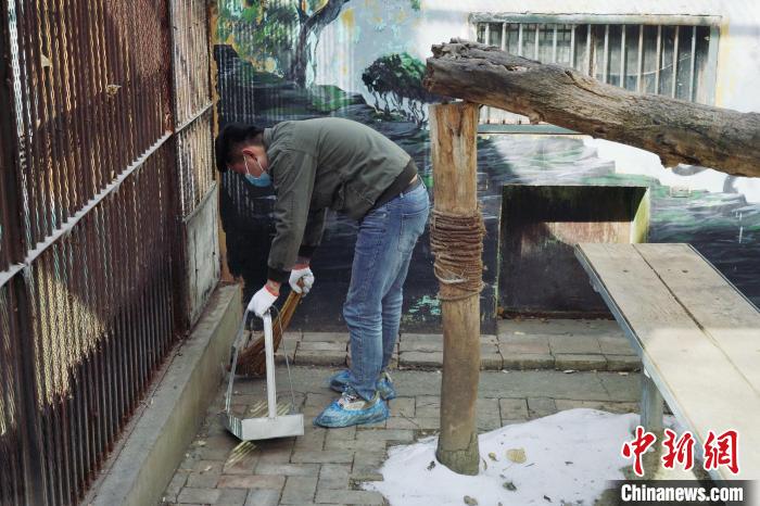 圖為雪豹“奶爸”史壽軍正在打掃豹館衛(wèi)生?！●R銘言 攝
