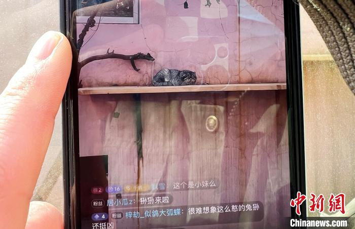 圖為雪豹“奶爸”史壽軍正在直播?！●R銘言 攝