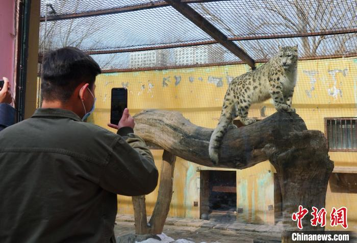 圖為雪豹“奶爸”史壽軍正在直播。　馬銘言 攝