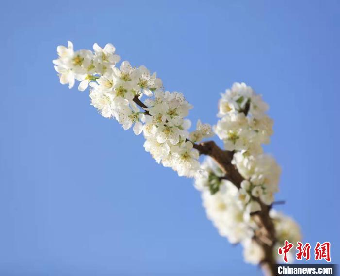 李花盛開。　何清海 攝