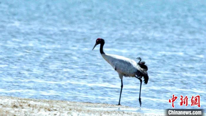 圖為黑頸鶴在青海湖畔散步?！《砣詹囟?攝