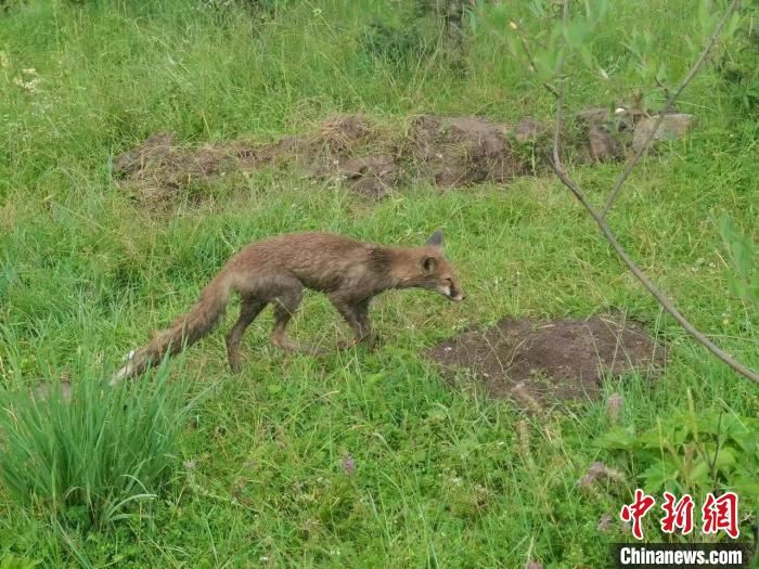 青?；ブ骄戎鷩?guó)家二級(jí)保護(hù)野生動(dòng)物赤狐