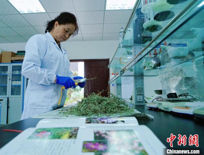 圖為張錦梅在實(shí)驗(yàn)室工作?！●R銘言 攝