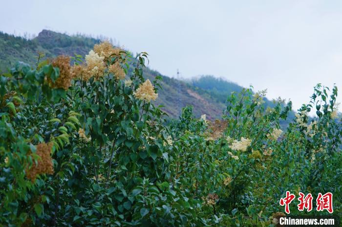 圖為西寧北山上的丁香樹?！●R銘言 攝